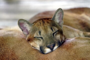 Puma (Puma concoloris) a genus in the family Felidae. Amazonas, Brazil.