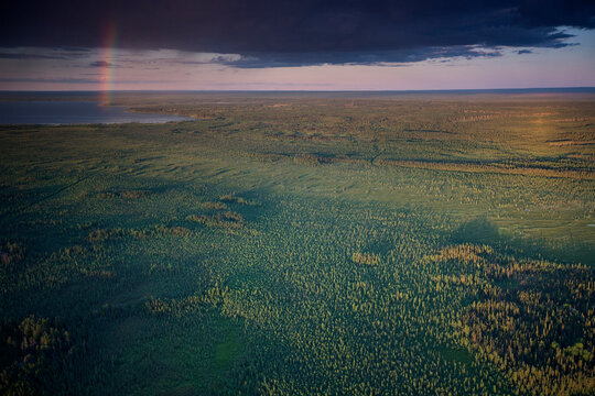 Boreal Forest near McClelland Lake with exploration cut lines , north of Fort McMurray, Alberta, Canada.