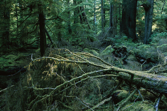 Spruce and cedar old growth forest, Queen Charlotte Islands, British Columbia, Canada.
