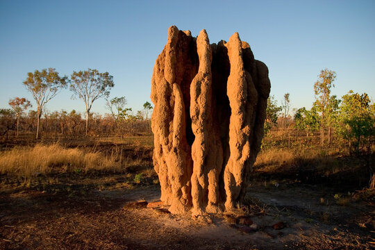 Giant termite mounds.