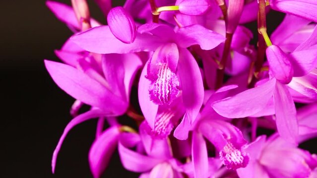 風に揺れるシランの花