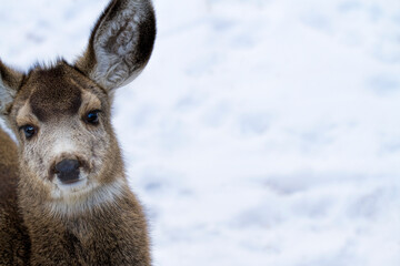 Young fawn deer in the white snow, with room for text and copy space in the background