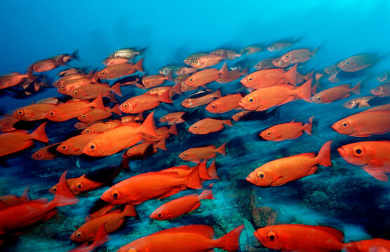 Schooling Crescent-tail bigeye, Priacanthus hamrur, Maldives Island, Indian Ocean, Ari Atol