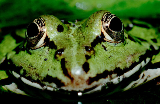 frog, water frog, Rana esculenta, Germany, Bavaria