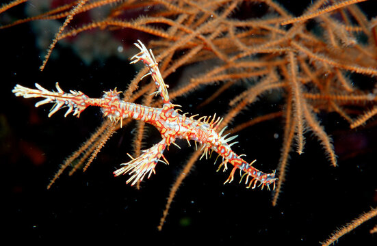 Harlequin ghost pipefish, Solenostomus paradoxus, Indonesia, Indian Ocean, Komodo National Park