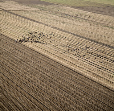 Lifestock in farmland in central Turkey.