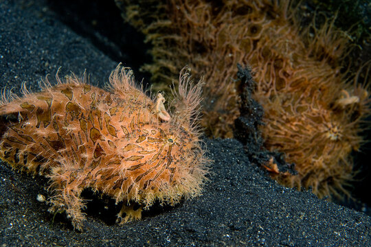 Hairy version of  Striped frogfish (Antennarius striatus), North Sulawesi, Indonesia