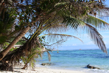 Beach with coconut palm and ocean. Sunny day in Seychelles.