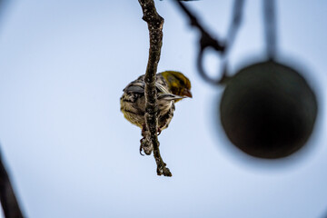 Pájaro amarillo posado en la rama de un aguacatero.