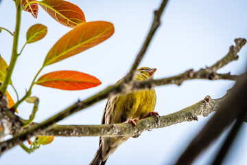 Pájaro amarillo posado en la rama de un aguacatero.