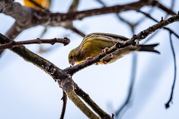 Pájaro amarillo posado en la rama de un aguacatero.