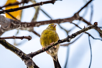 Fototapeta premium Pájaro amarillo posado en la rama de un aguacatero.