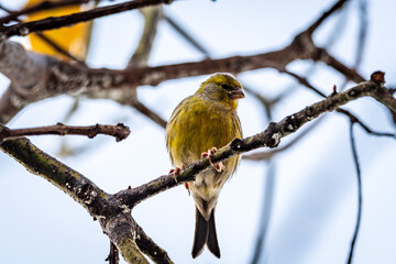 Pájaro amarillo posado en la rama de un aguacatero.