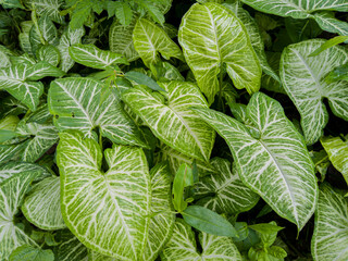 Syngonium podophyllum is an easy-to-maintain ornamental plant, this plant also grows in the tropics 