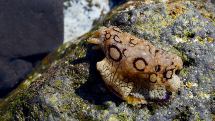 Aplysia dactylomela or Spotted sea hare big slug in the tidal pool in Tenerife,Canary Islands,Spain.
Selective focus.