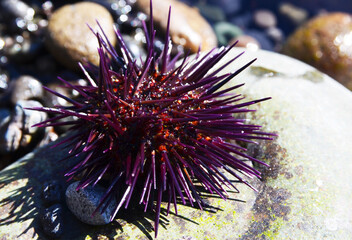 Purple Sea Urchin (Paracentrotus lividus) on the beach of Tenerife,Canary Islands,Spain.Selective focus.