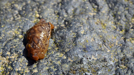 Aplysia dactylomela or Spotted sea hare big slug in the tidal pools in Tenerife,Canary Islands,Spain.Selective focus.