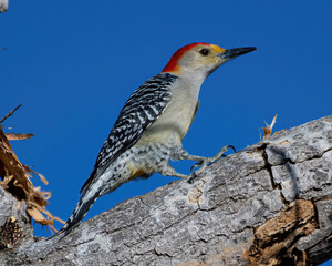 woodpecker hopping on a tree