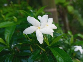 white and yellow flower