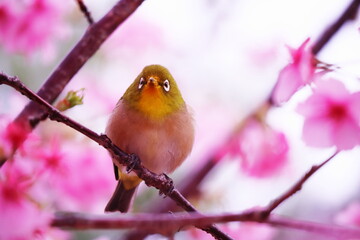桜とこっちを見つめる可愛いメジロ