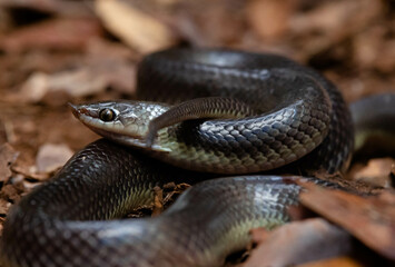Big-nosed snake found resting on the forest floor