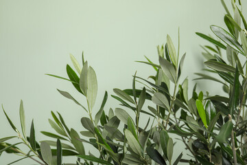 Closeup view of olive tree on light green background