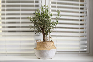 Beautiful young potted olive tree on windowsill. Interior element
