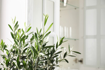 Beautiful olive tree branches near cupboard indoors, closeup