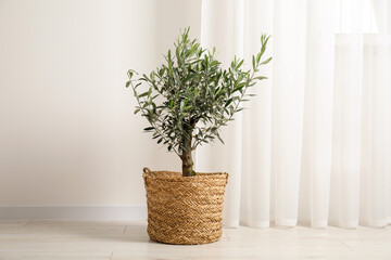 Beautiful potted olive tree on floor indoors