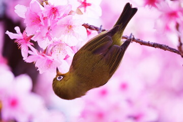 春の訪れと可愛いメジロ