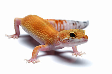 Leopard gecko lizard isolated on white background, reptile with beautiful skin,  sunglow leopard gecko, eublepharis macularius, animals close up