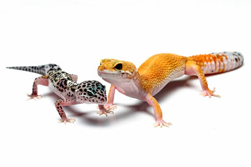 Two different morph types of leopard gecko isolated on white background, reptile with beautiful skin, eublepharis macularius, animals close up