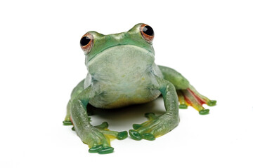 Jade tree frog isolated on white background, Rhacophorus dulitensis, animal closeup