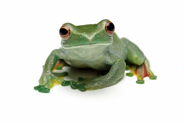 Jade tree frog isolated on white background, Rhacophorus dulitensis, animal closeup