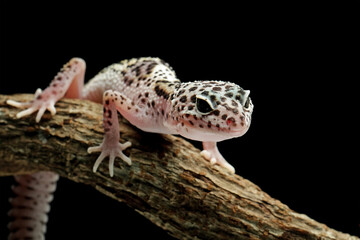 close-up of leopard gecko lizard , eublepharis macularius