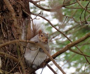 Fuzzy Winter Squirrel, Vancouver Island, British Columbia