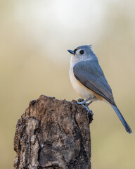 Tufted Titmouse Perched on Tree Stump