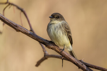 Pheobe Perched on Vine