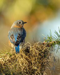 Bluebird Perched on Spanish Moss at Golden Hour