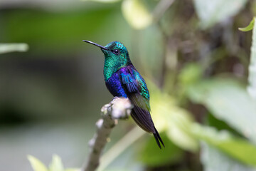 Hummingbird from the rain forest of Ecuador