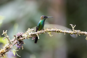Fototapeta premium Hummingbird from the rain forest of Ecuador