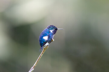 Hummingbird from the rain forest of Ecuador