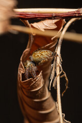 Female of Carrhotus xanthogramma jumping spider hiding in dried leaf 