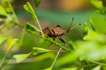 adult Dock Bug (Coreus marginatus) sitting on a stem of Capsella plant