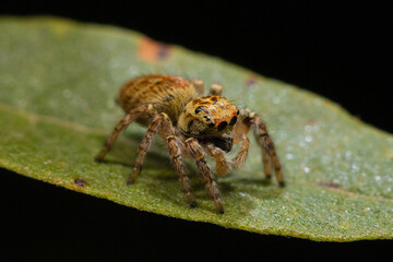 Female of Carrhotus xanthogramma jumping spider on a leaf
