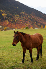Fototapeta premium Brown horse in mountains on sunny day. Beautiful pet