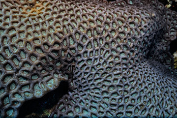 texture coral underwater reef background sea