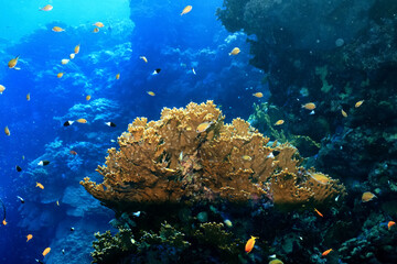 Fototapeta na wymiar coral reef wallpaper background ocean tropical ecosystem underwater