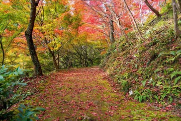 ちょうど見頃のモミジの紅葉に囲まれた苔むした遊歩道の情景＠福井