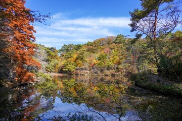 青空バックに見るきれいに色づいた紅葉情景＠神戸、兵庫